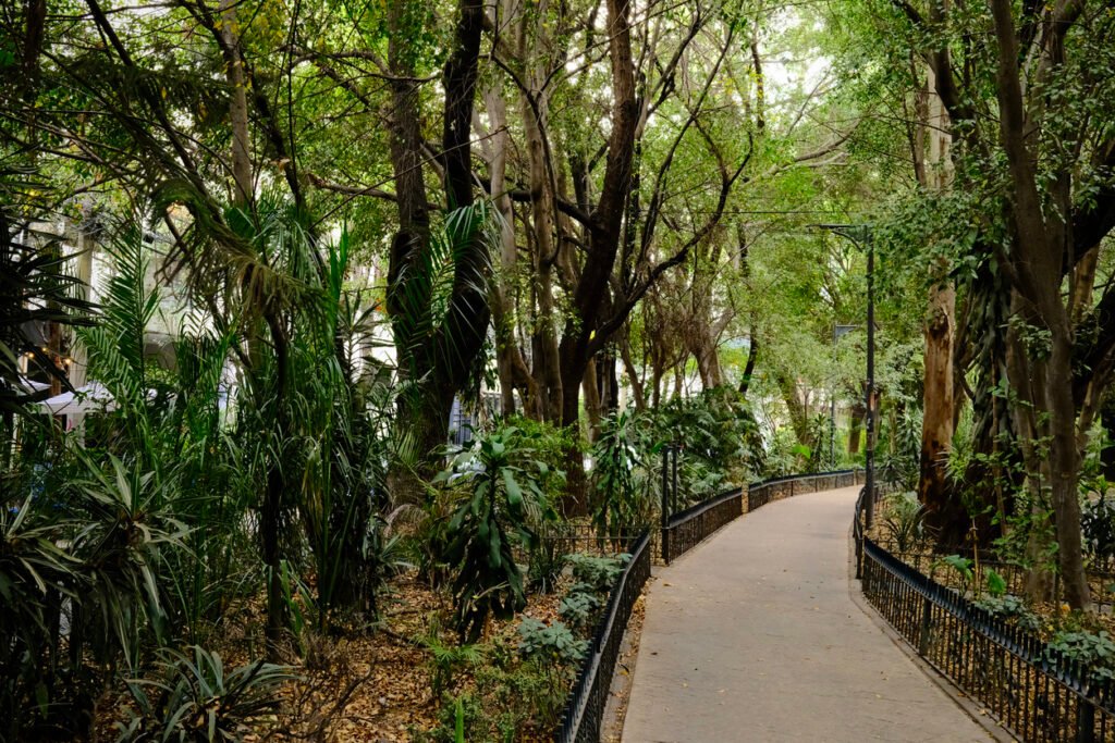 Curving Park Path Through Lush Trees in Condesa